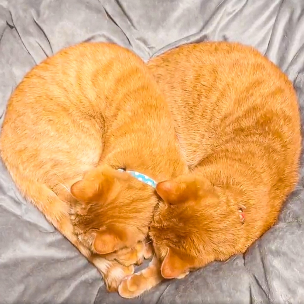 奴才:「羨煞旁人的感情QvQ」