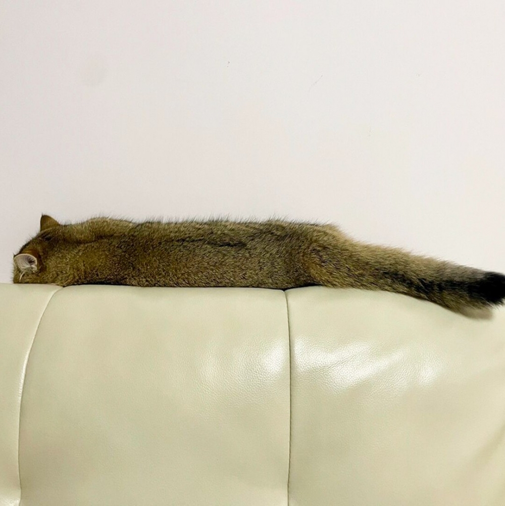 喵（立牌）：「請勿打擾睡覺貓咪」