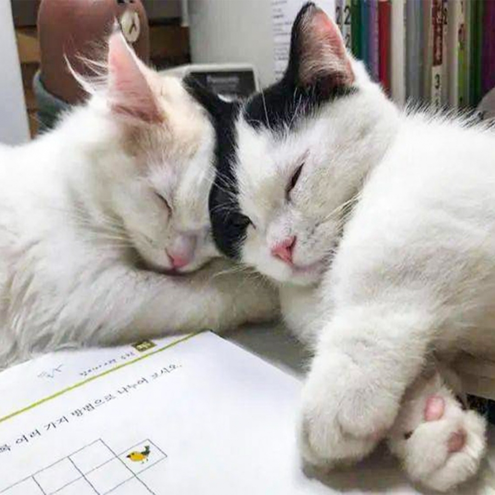 喵：「小魚乾！你別跑～呼嚕嚕」