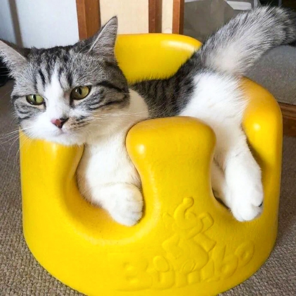 喵：「角度還可以調整！超棒嘚～」