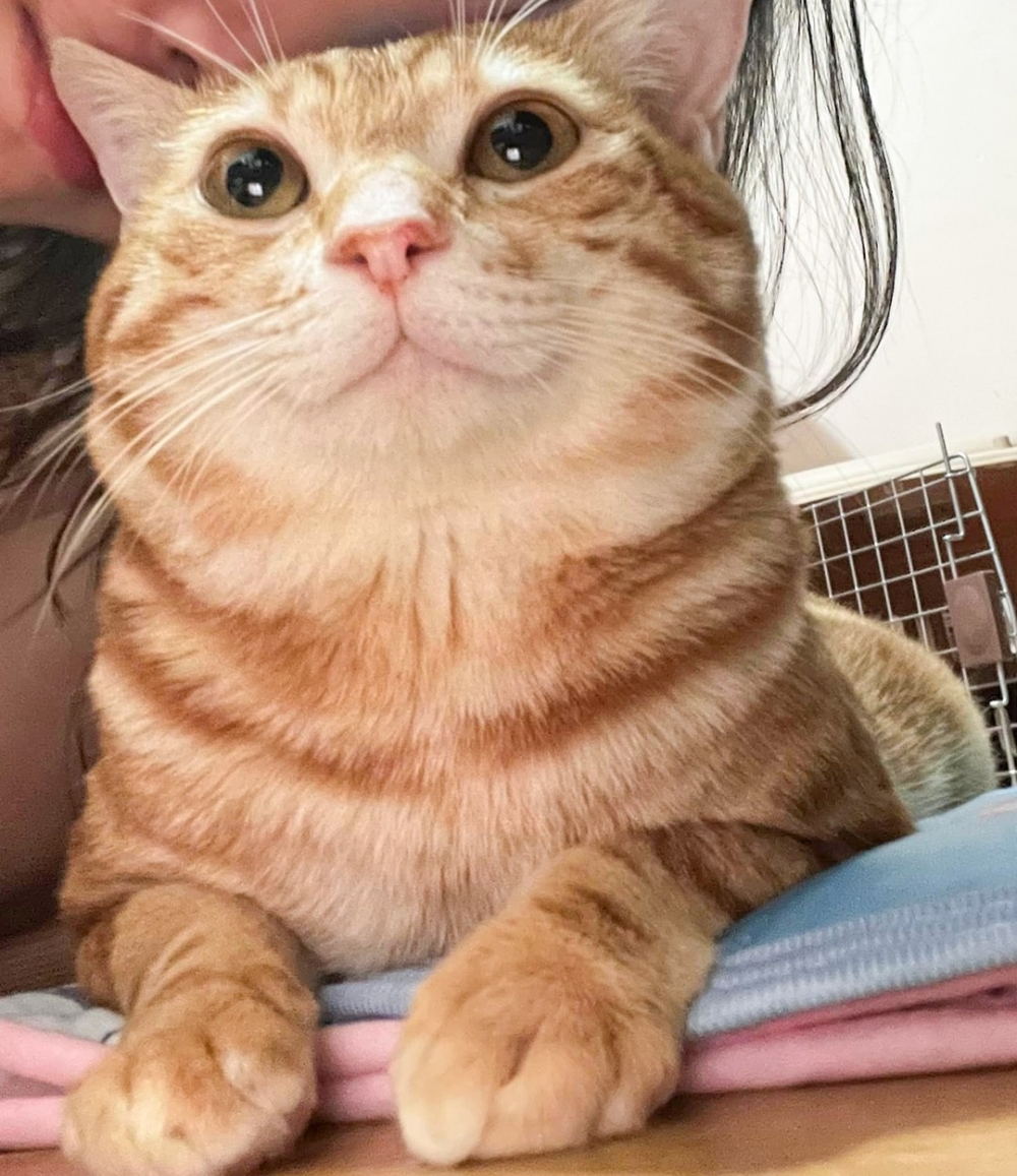 喵:「和奴才拍照~開心~」