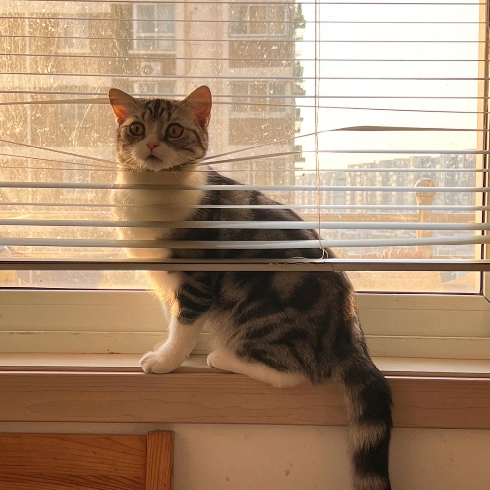 喵：「什麼事情？！著火了？放飯了？還是地震了？」