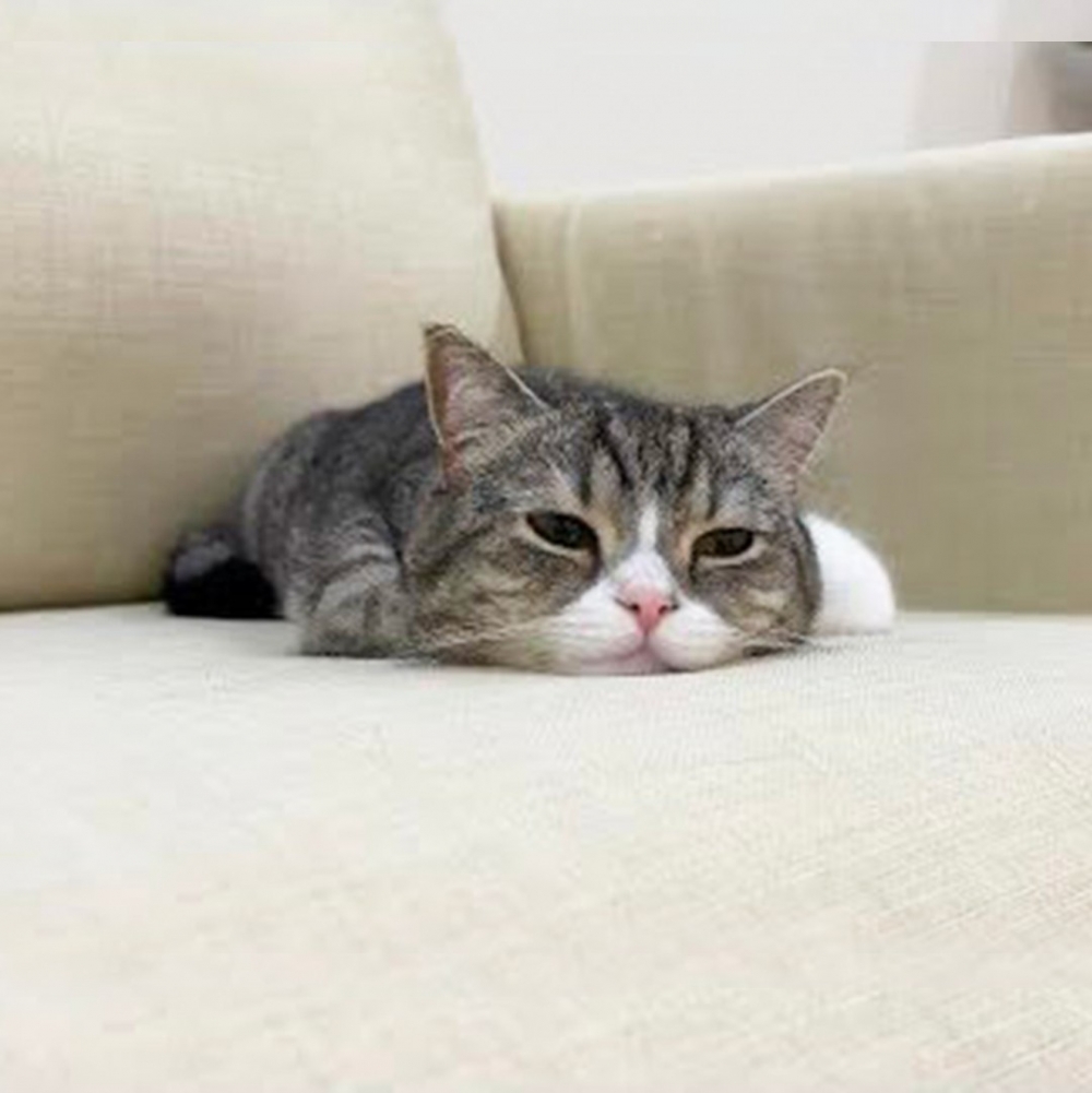 喵：「啪唧！朕斷電了······」