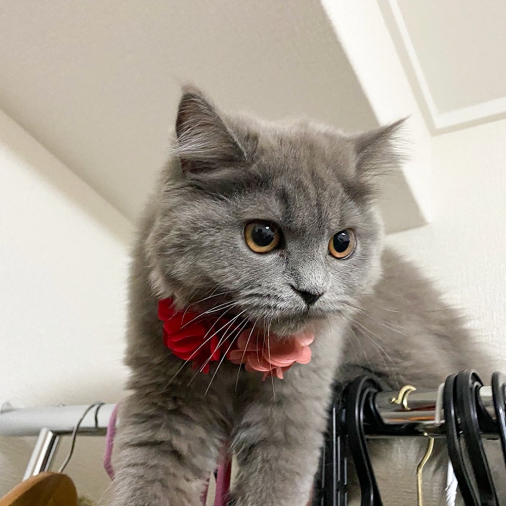 喵：「可惡！都是小短腿的鍋」