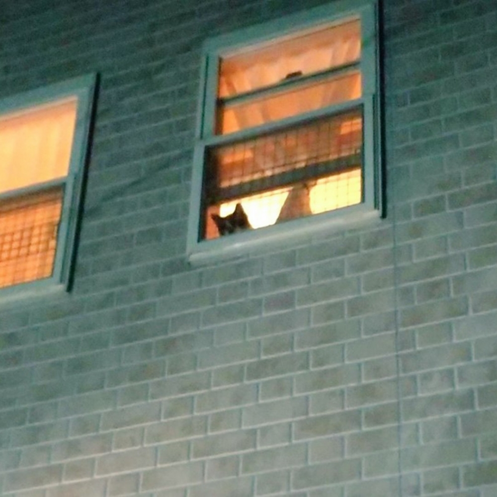 喵：「哥哥下來接你啦～」