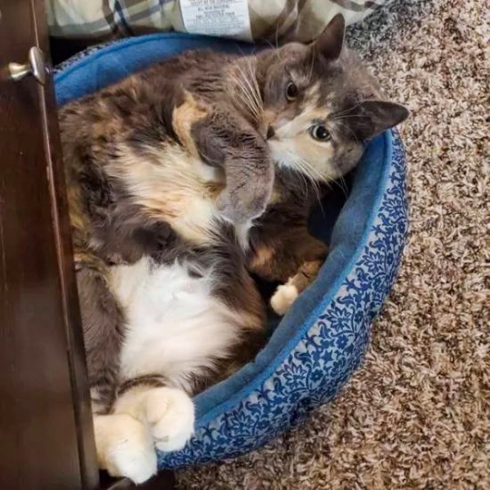 奴才：「喜獲一隻超能吃的小胖子～」