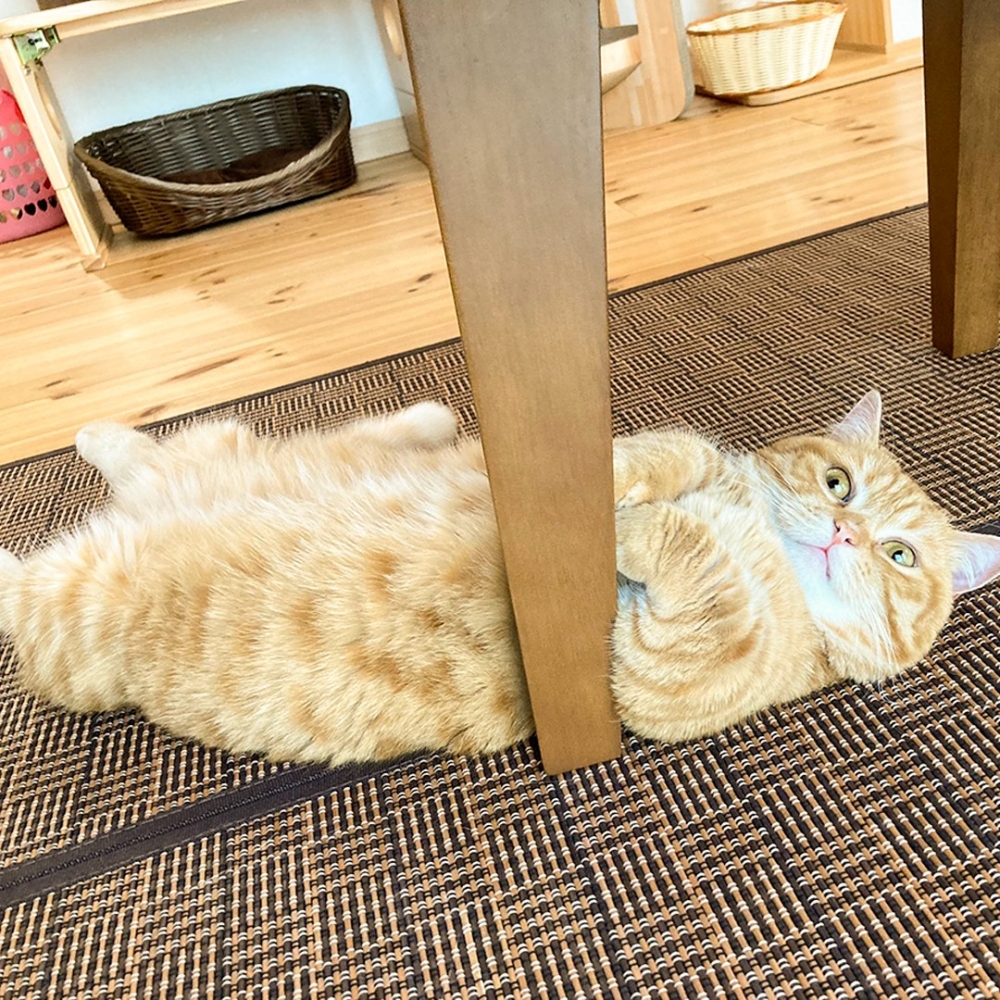 喵：「朕剛剛才沒有掉下來···沒有！」