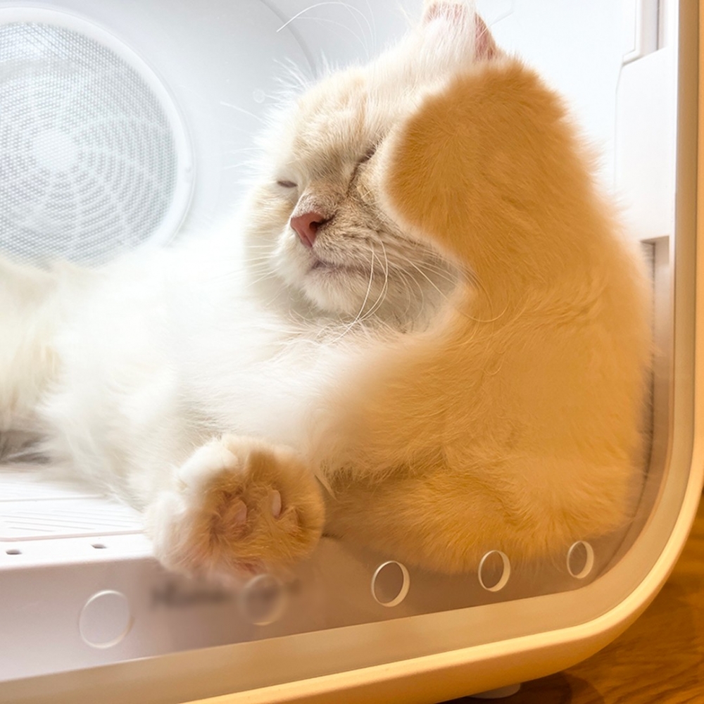 奴才：「這是毛太長的錯了～」