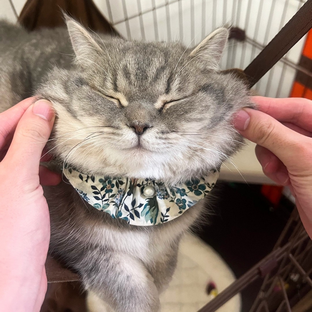 奴才：「可以捏好長！」