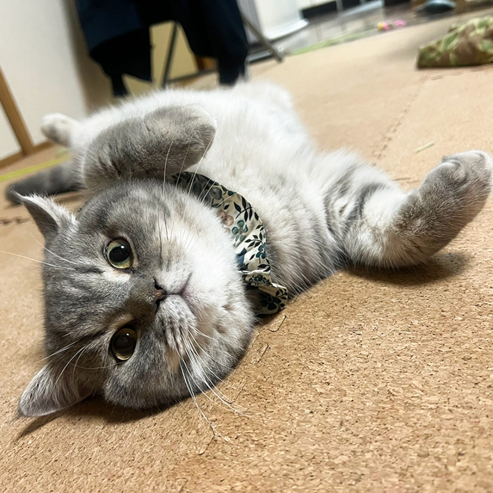 不管是什麼都很可愛啦！