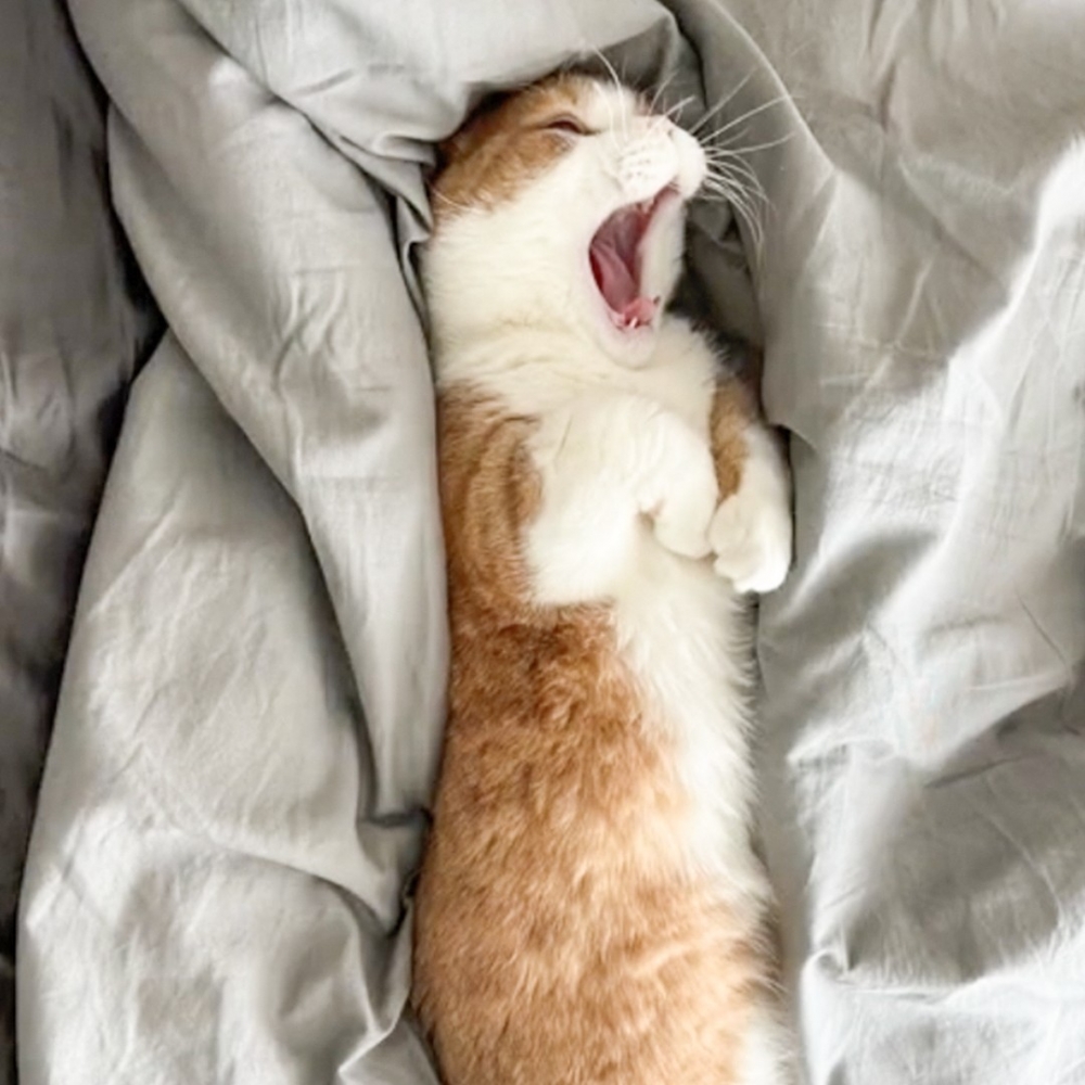 喵：「累死朕了！（哈欠）」