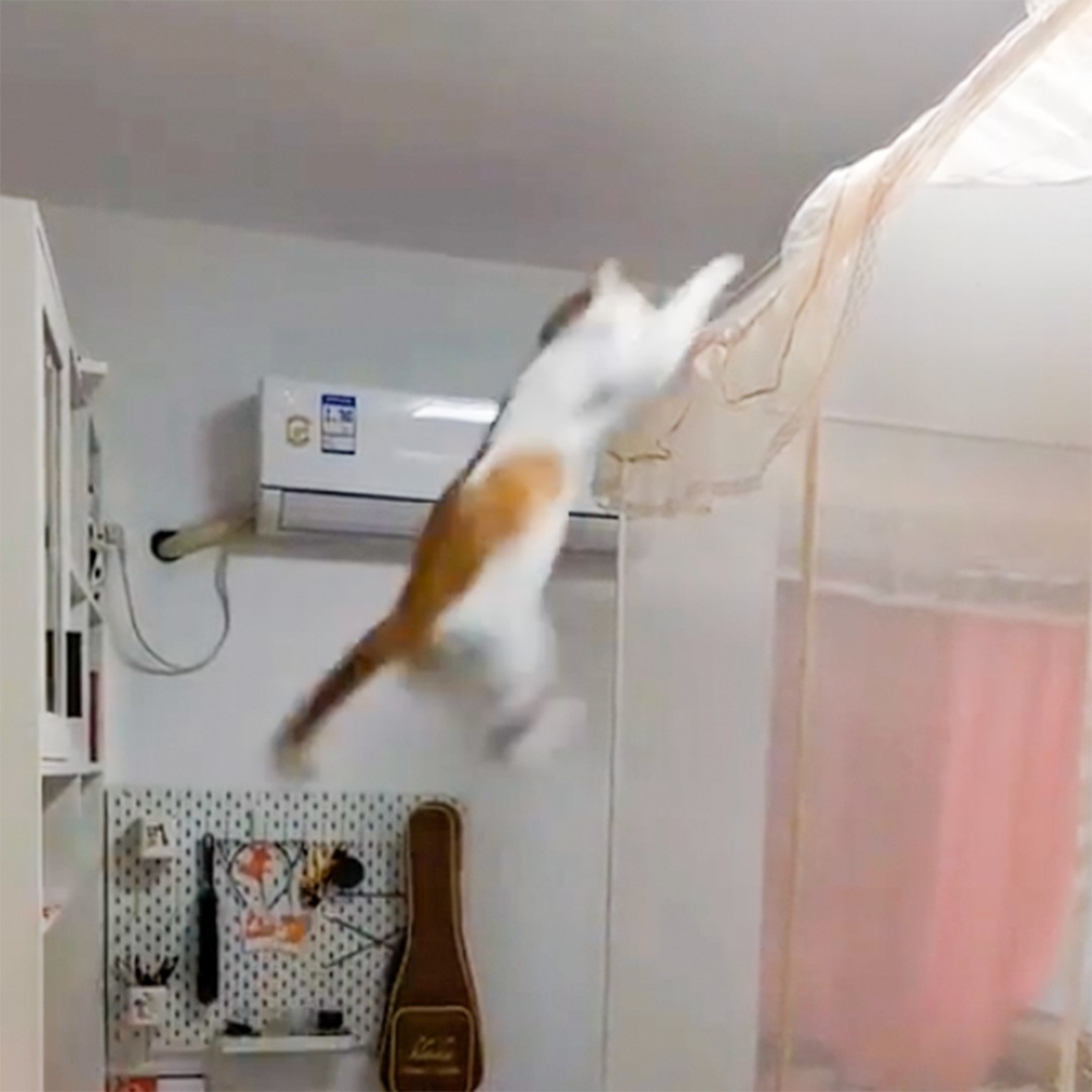 喵：「朕～來～啦！」