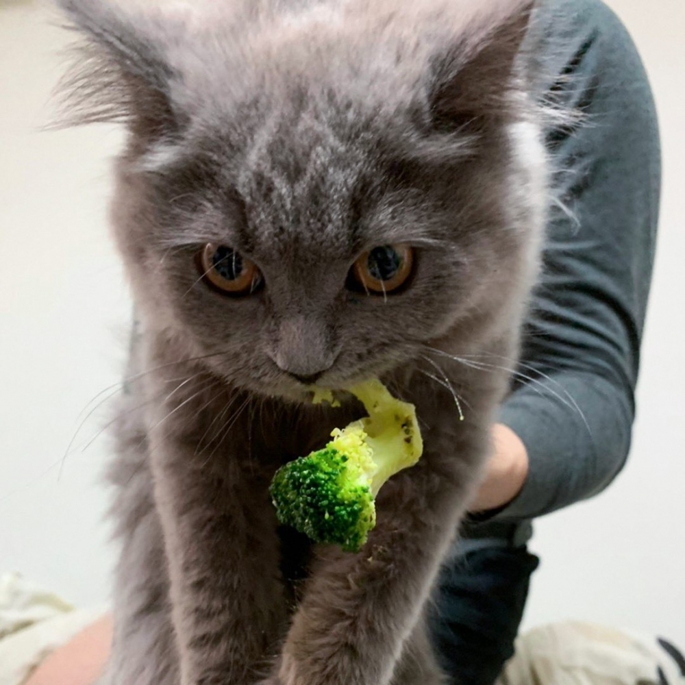 喵：「菜菜！窩不會放棄你的！」