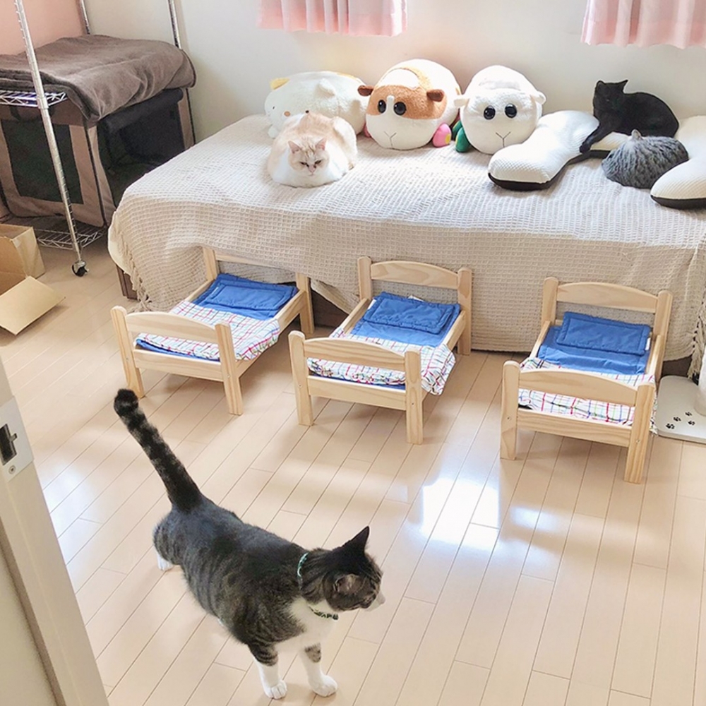 奴才：「獨家的肥貓車車再次出現！」