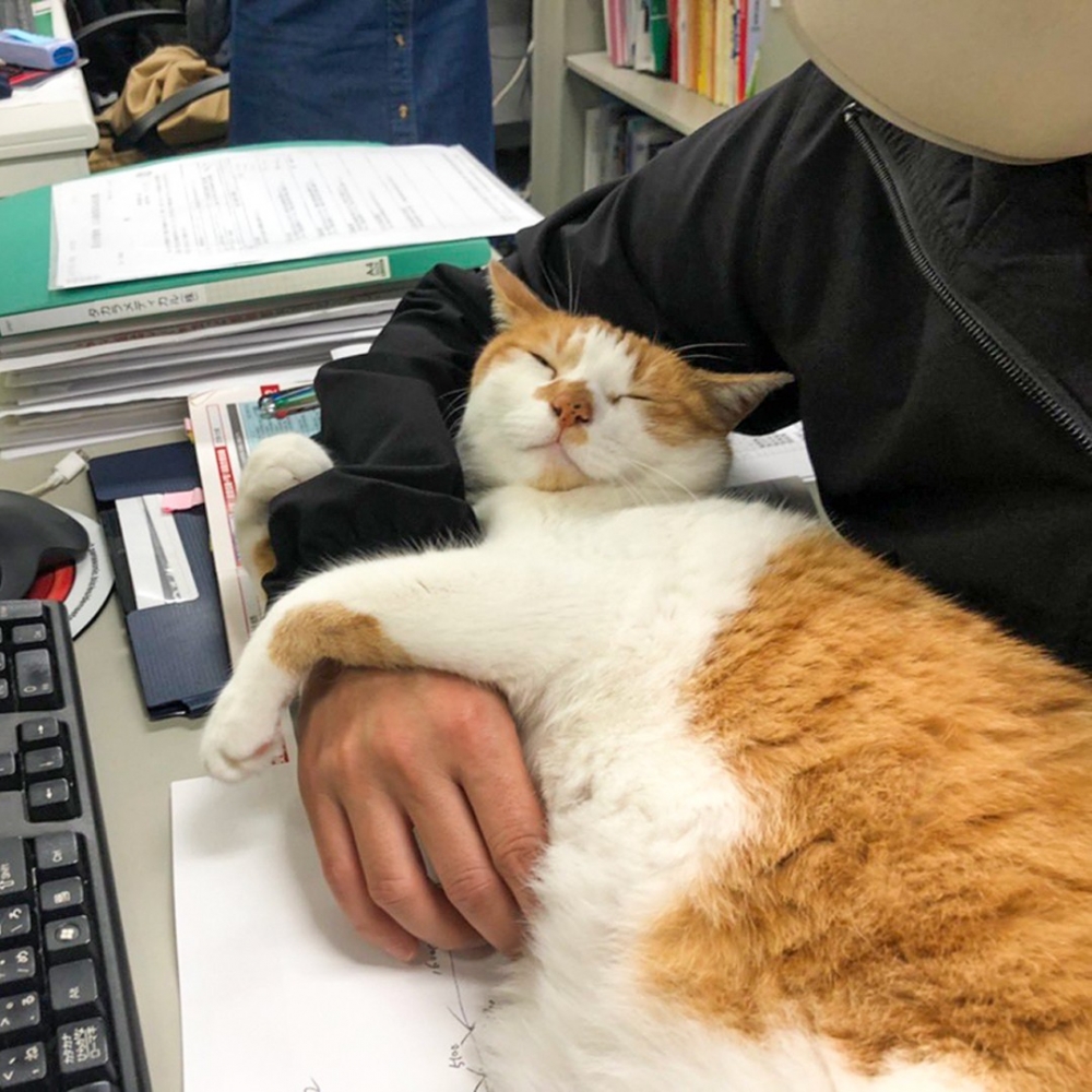 員工：「看吧！睡得這麼可愛，完全不能工作」