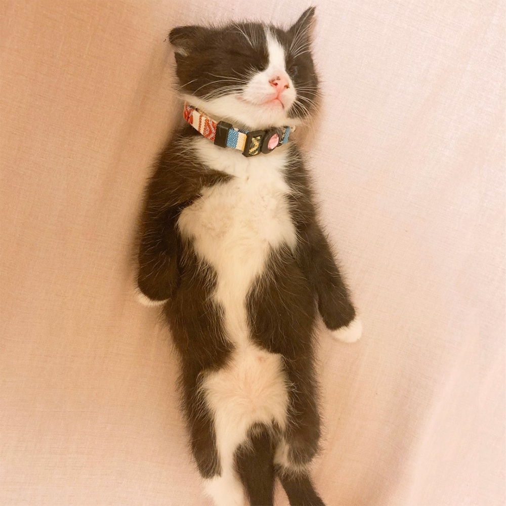 奴才：「才5個小時就翻肚肚了～」