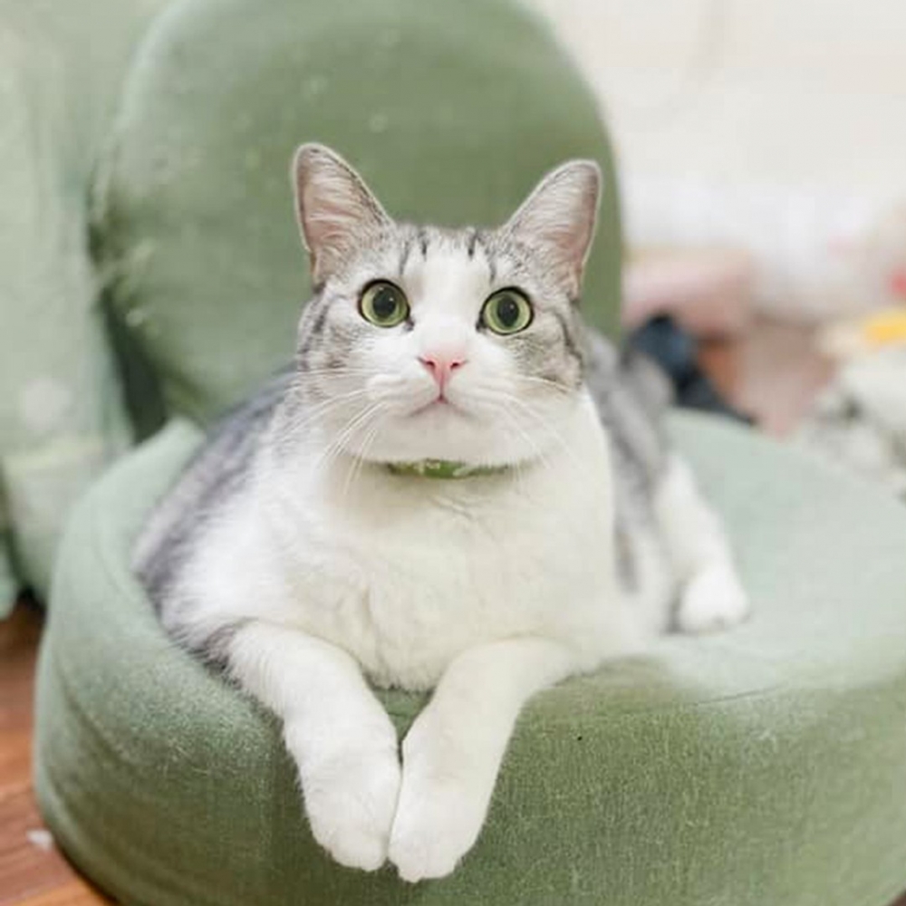 喵：「朕很滿意這個分配～」