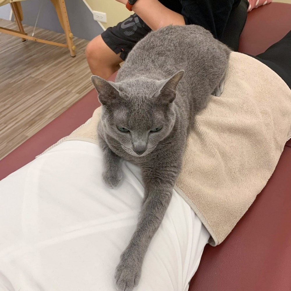 喵：「為應客人的需求，朕的技能增加了～」