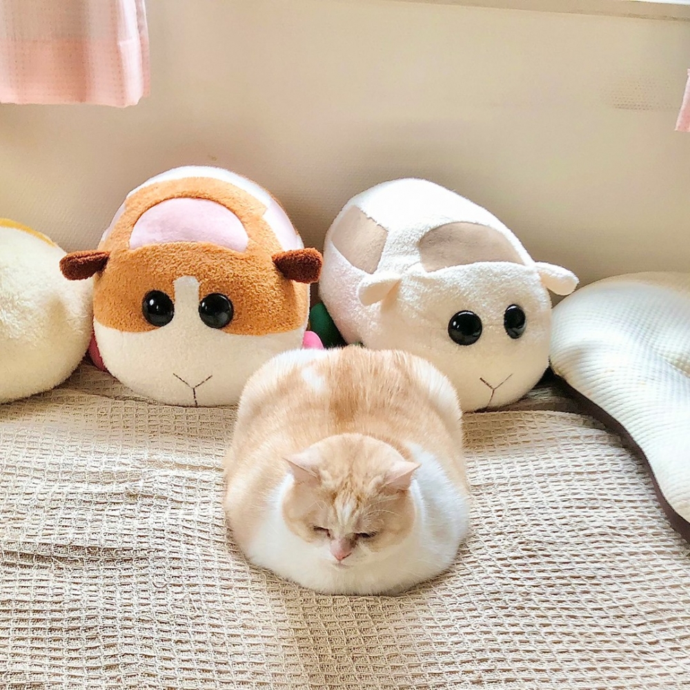 喵：「沒有人揪得出朕～」