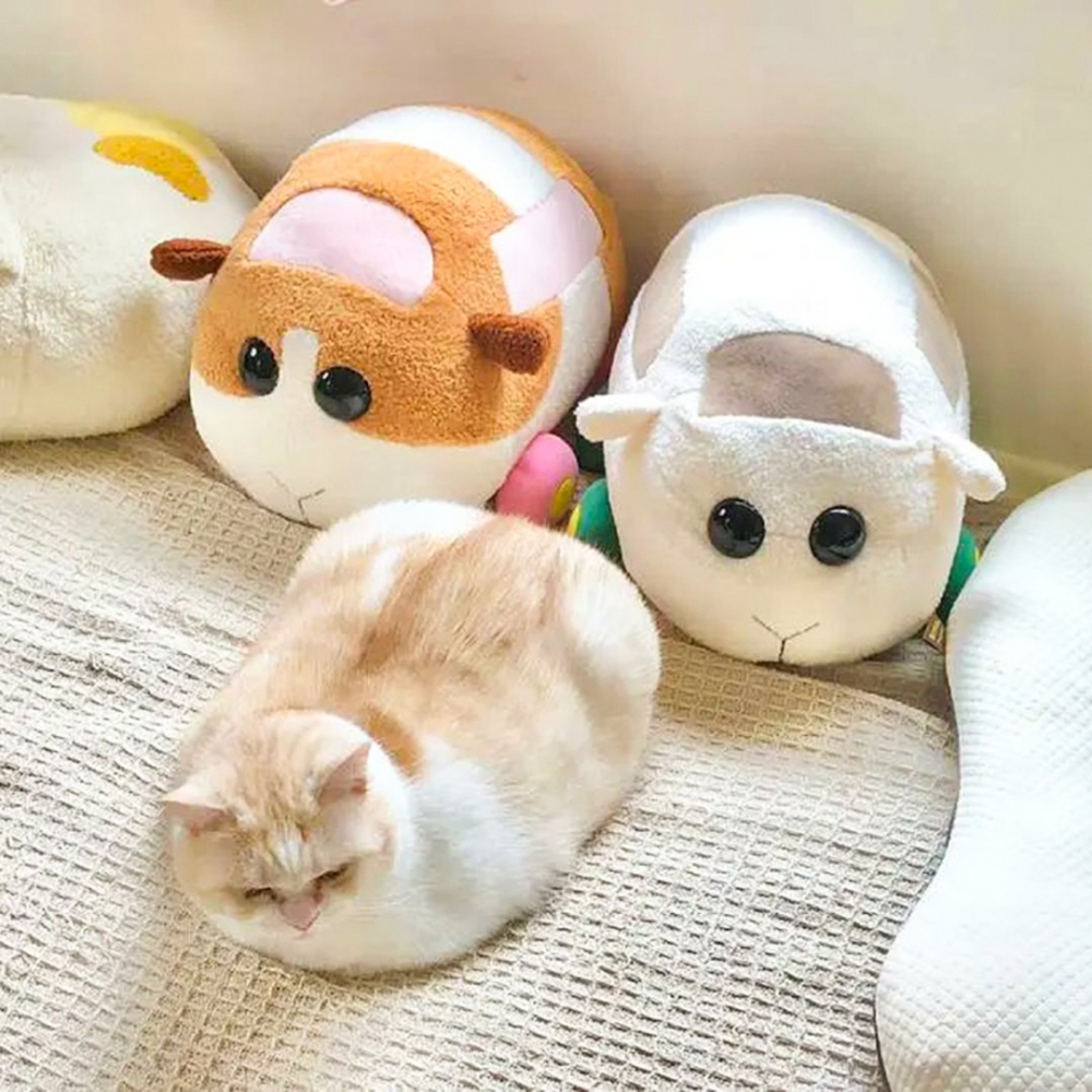 肥貓主子-1；肥貓車車+1