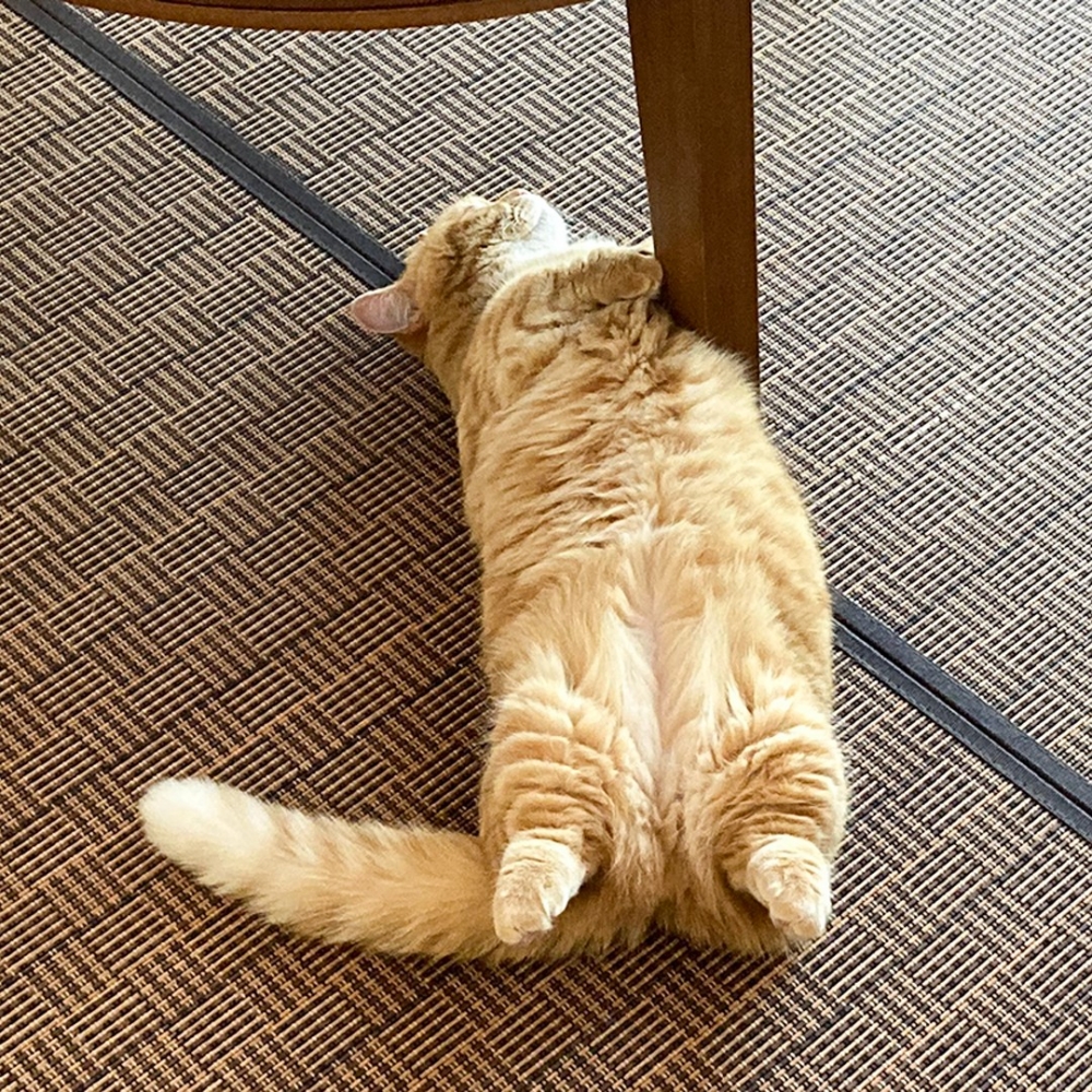 奴才：「這個肚肚～想吸！」