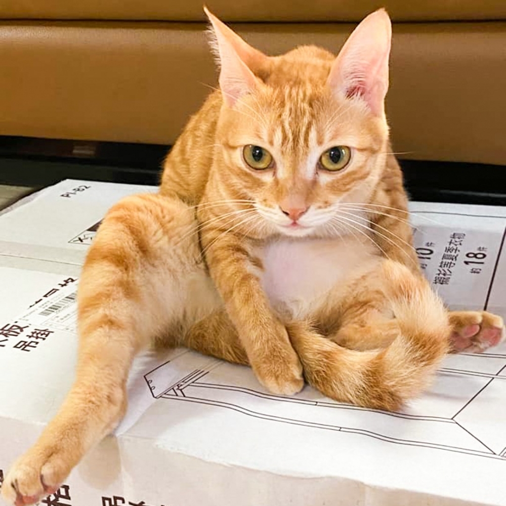 喵：「當然是小尾的鍋了！」