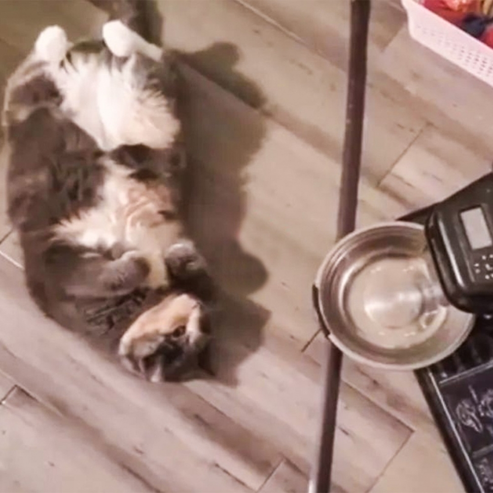 喵：「可惡！這招竟然失敗了！」