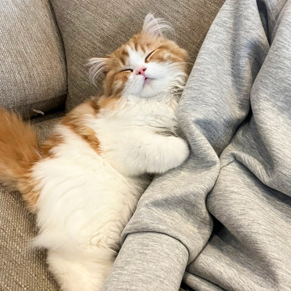 奴才：「人生圓滿！！！」