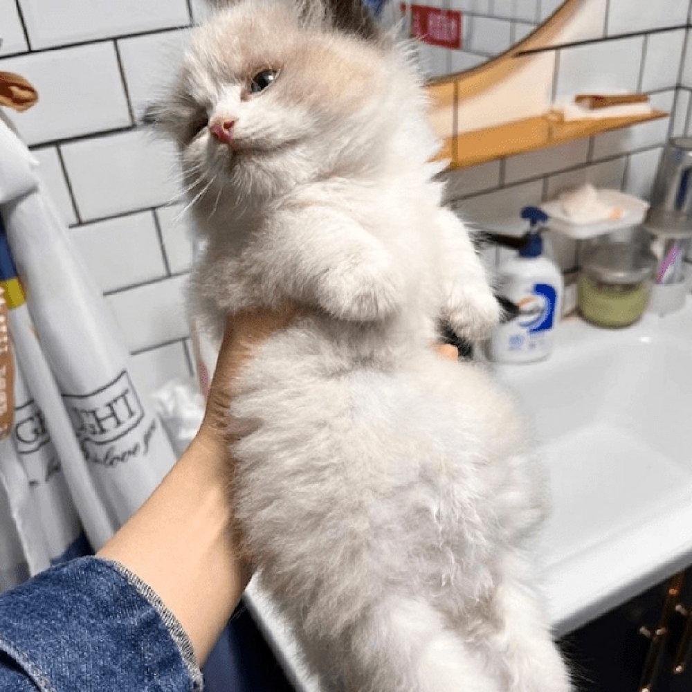 喵:「你回來啦?」