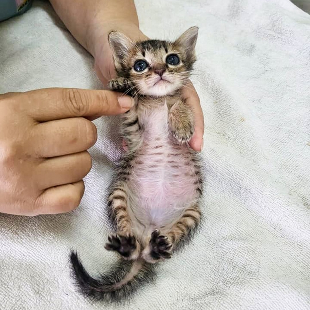 喵崽:「瑟瑟發抖···不會要打針吧?!」