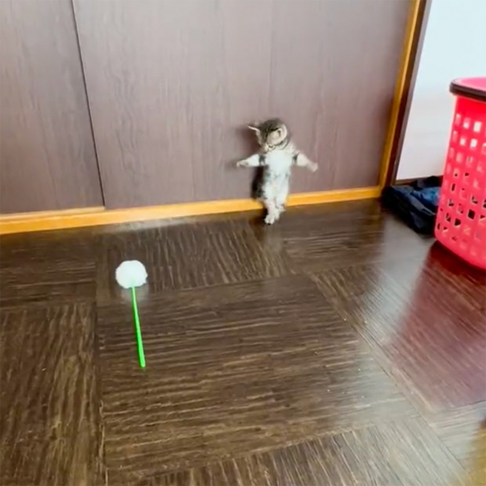 喵崽：「這根逗貓棒什麼時候在這裡的！嚇死窩了！」