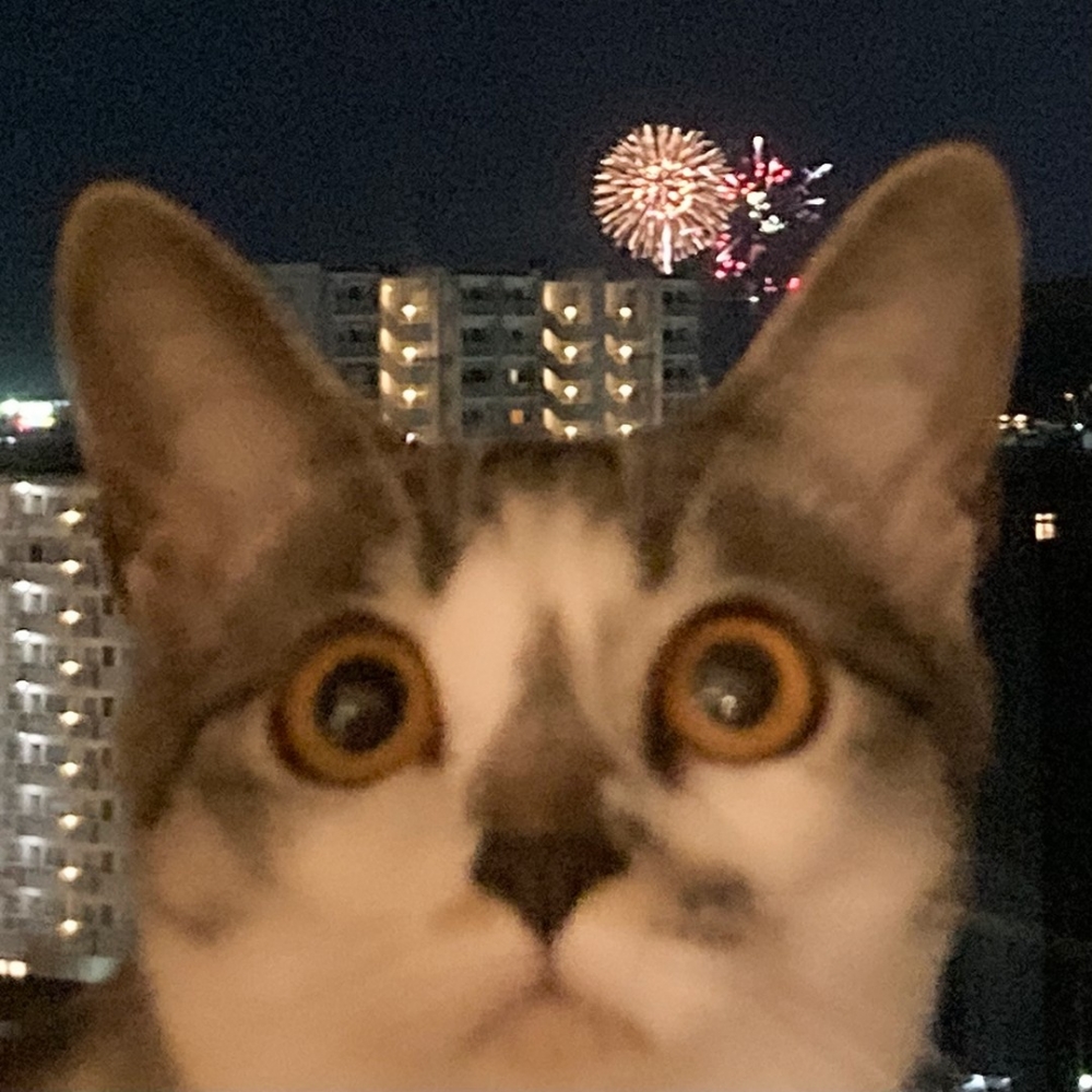 佔據奴才視野90%的喵喵頭