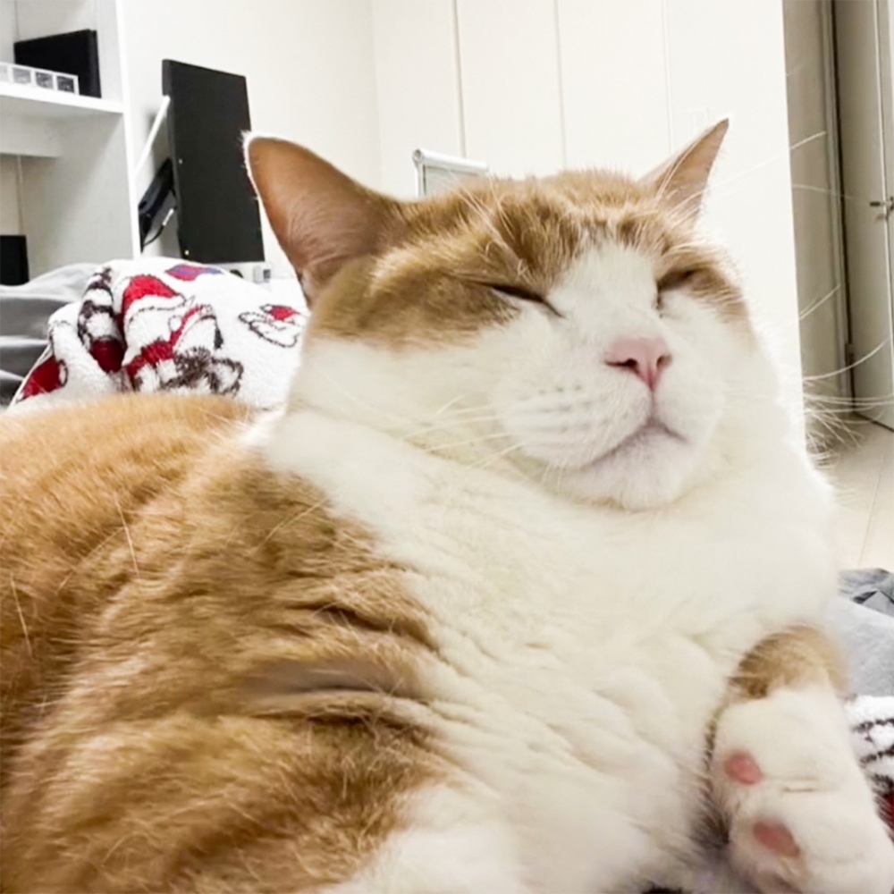 喵：「別打擾朕睡覺！」