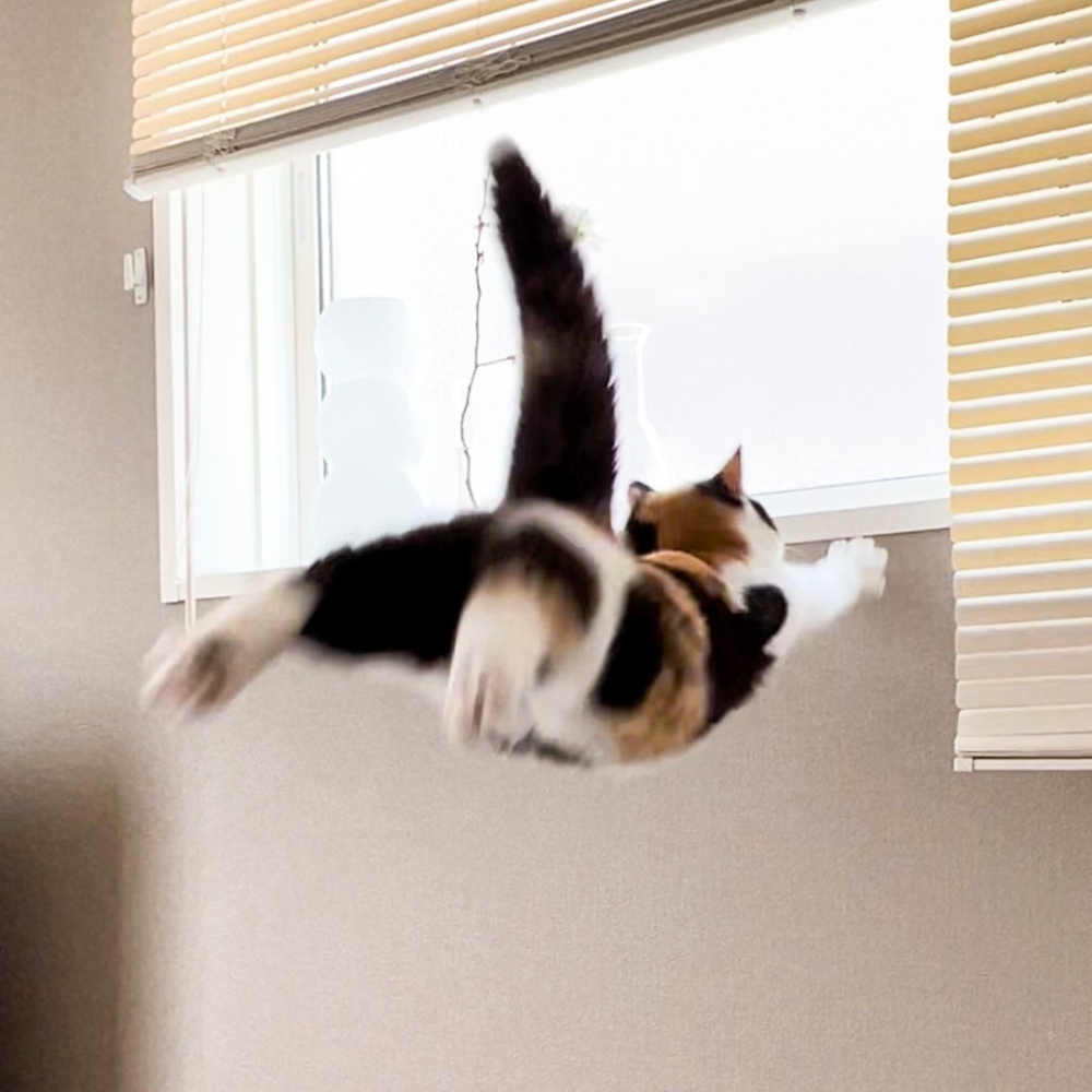 喵：「不！這和朕想的不！一！樣！」