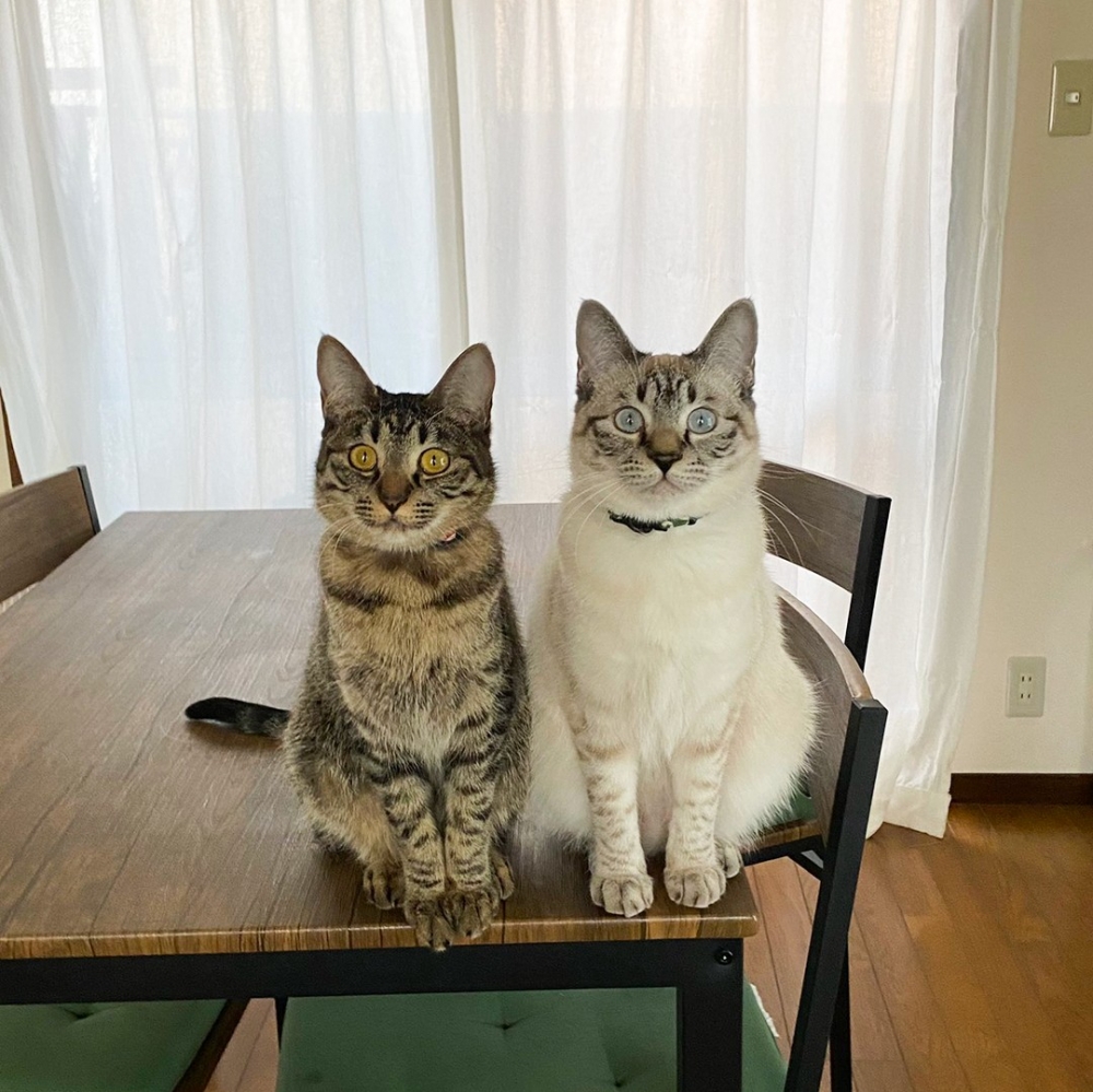 奴才：「誰忍心拒絕這個眼神！」