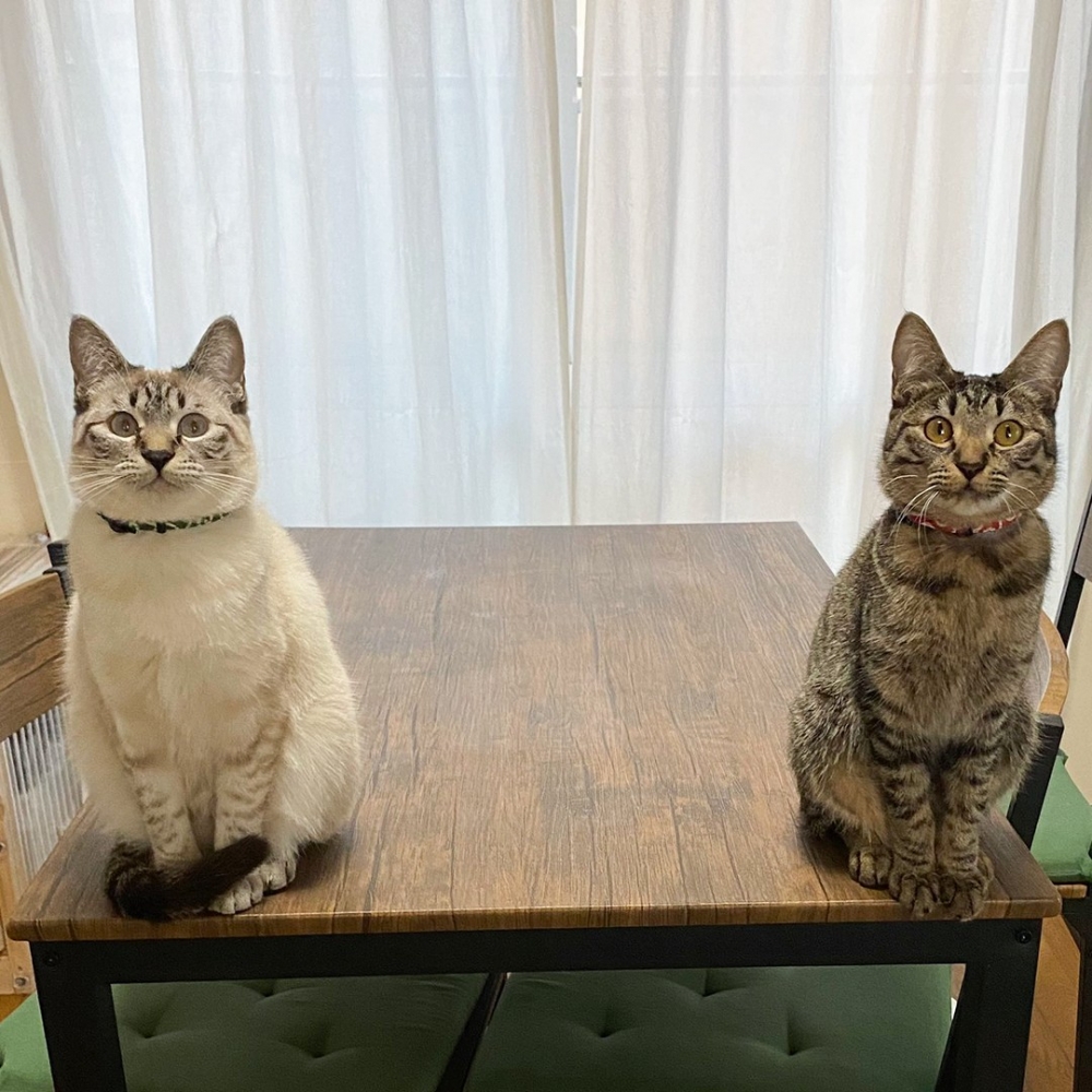 喵x2:「歡迎回來～有買貓條嗎？罐罐呢？」