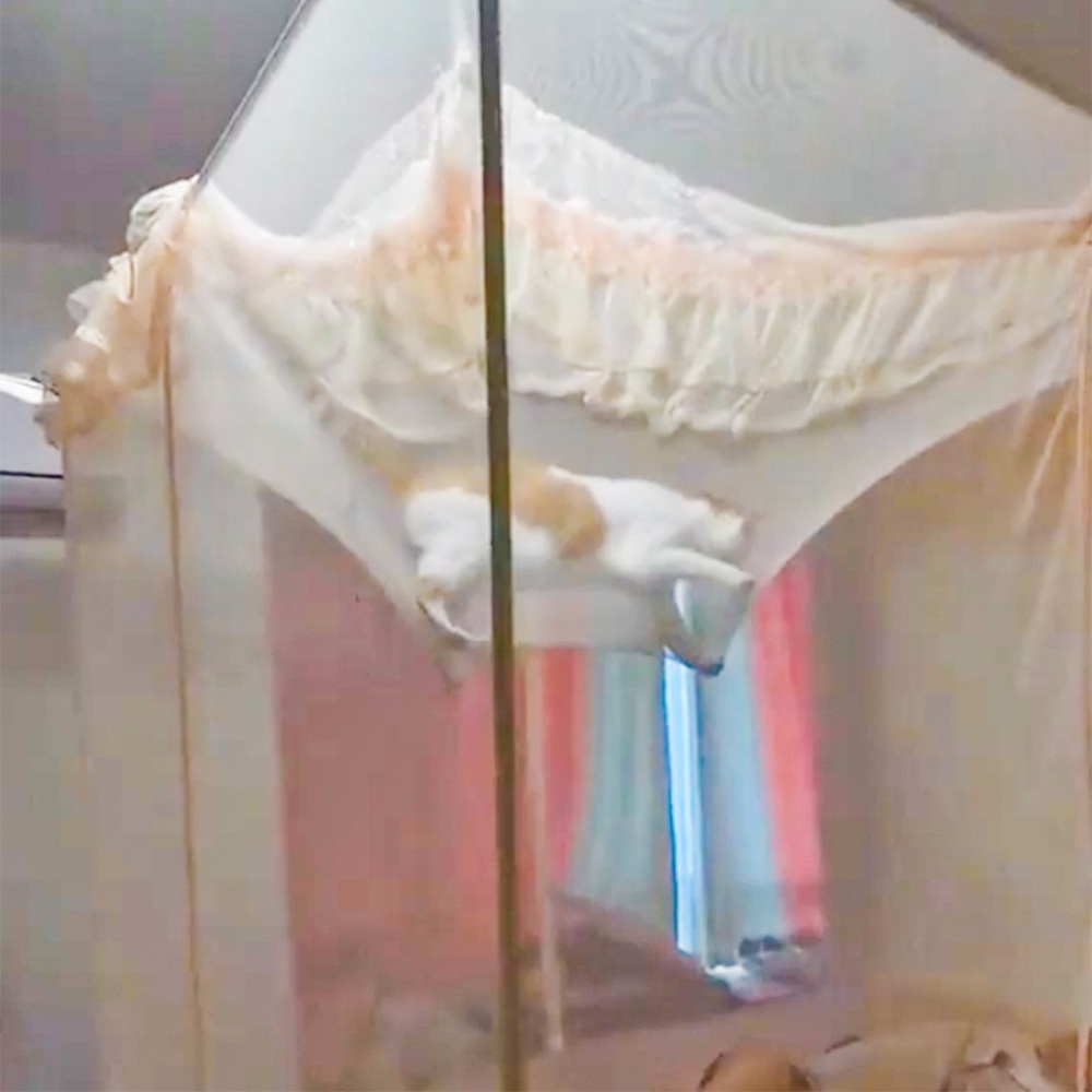 防蚊紗：「我竟然還有防貓的功能？！」