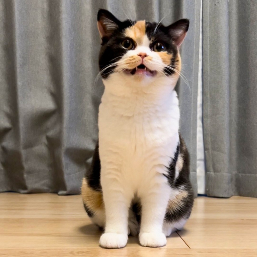 朕是靠可愛吃飯的，自由落體又怎麼～