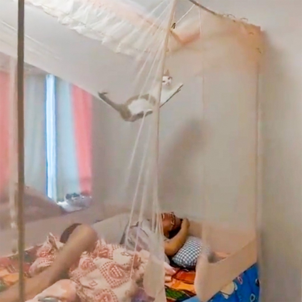 「防貓紗」保障您人生的安危～