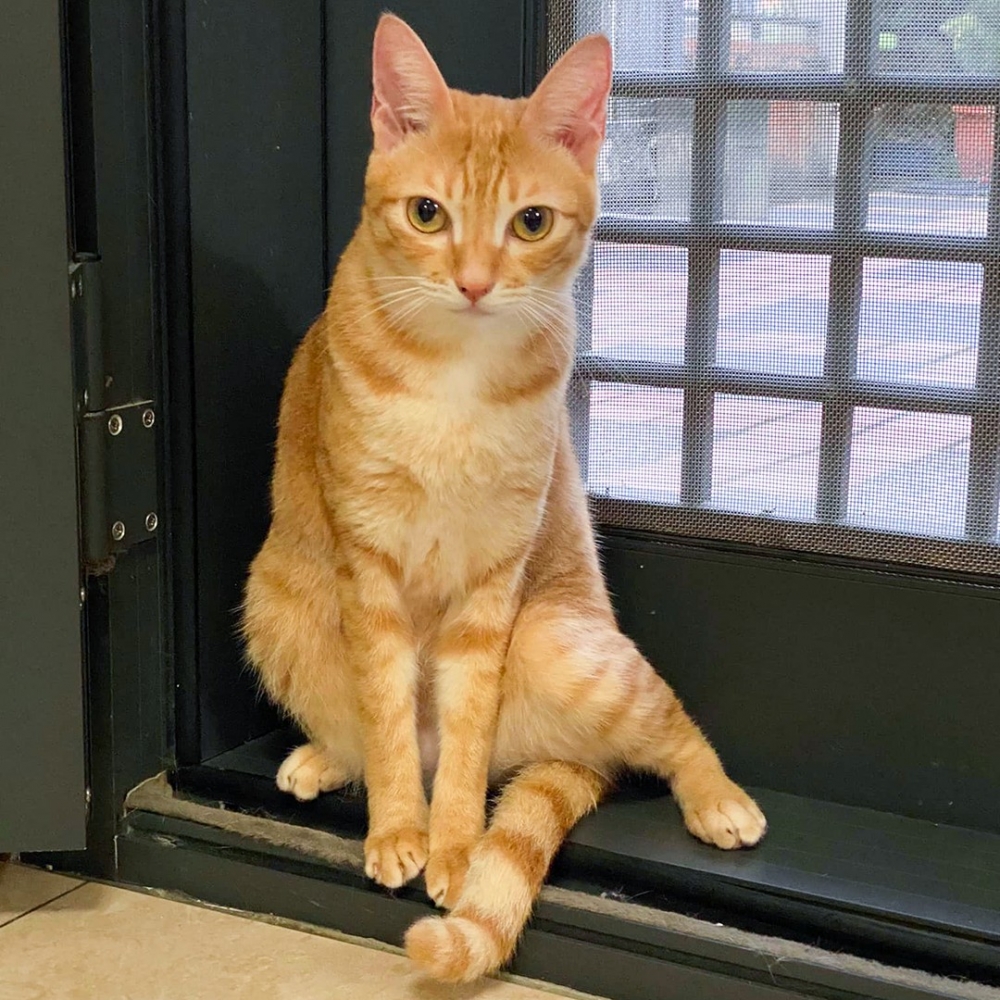 奴才：「你怎麼伸出了···你的雞腿？」