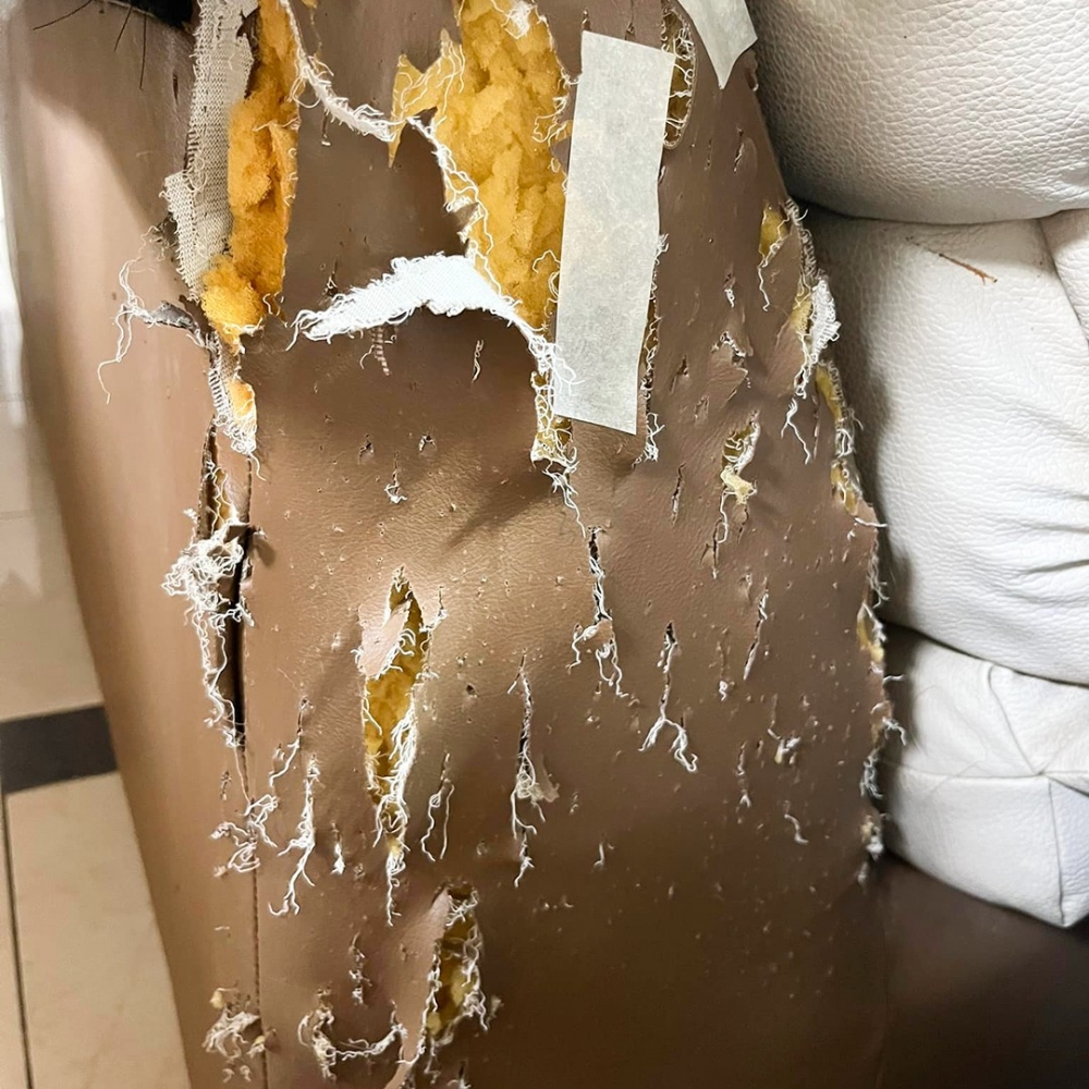 喵：「朕厲害吧～哇哈哈哈」