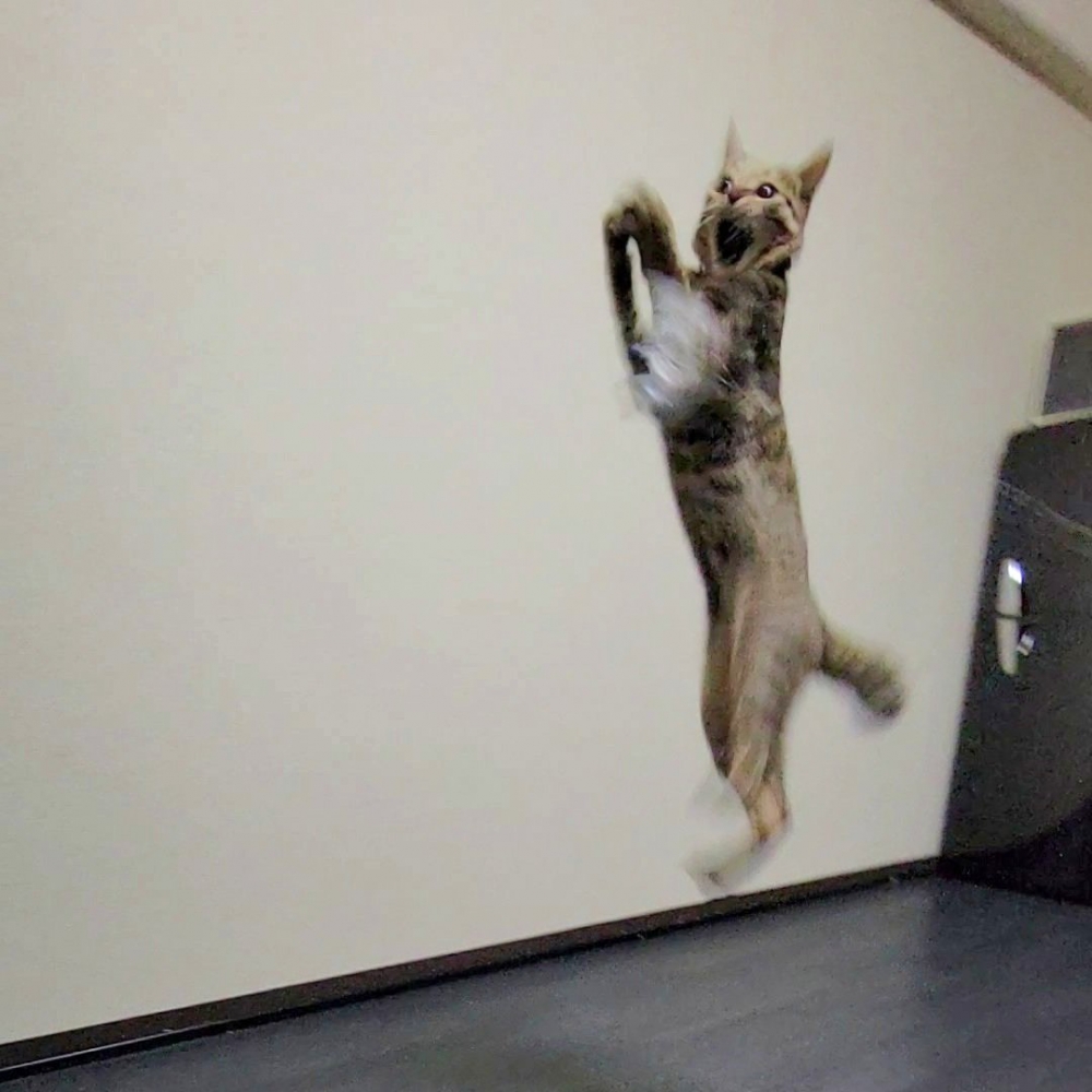 喵：「臉越用力，力氣越大啦～」