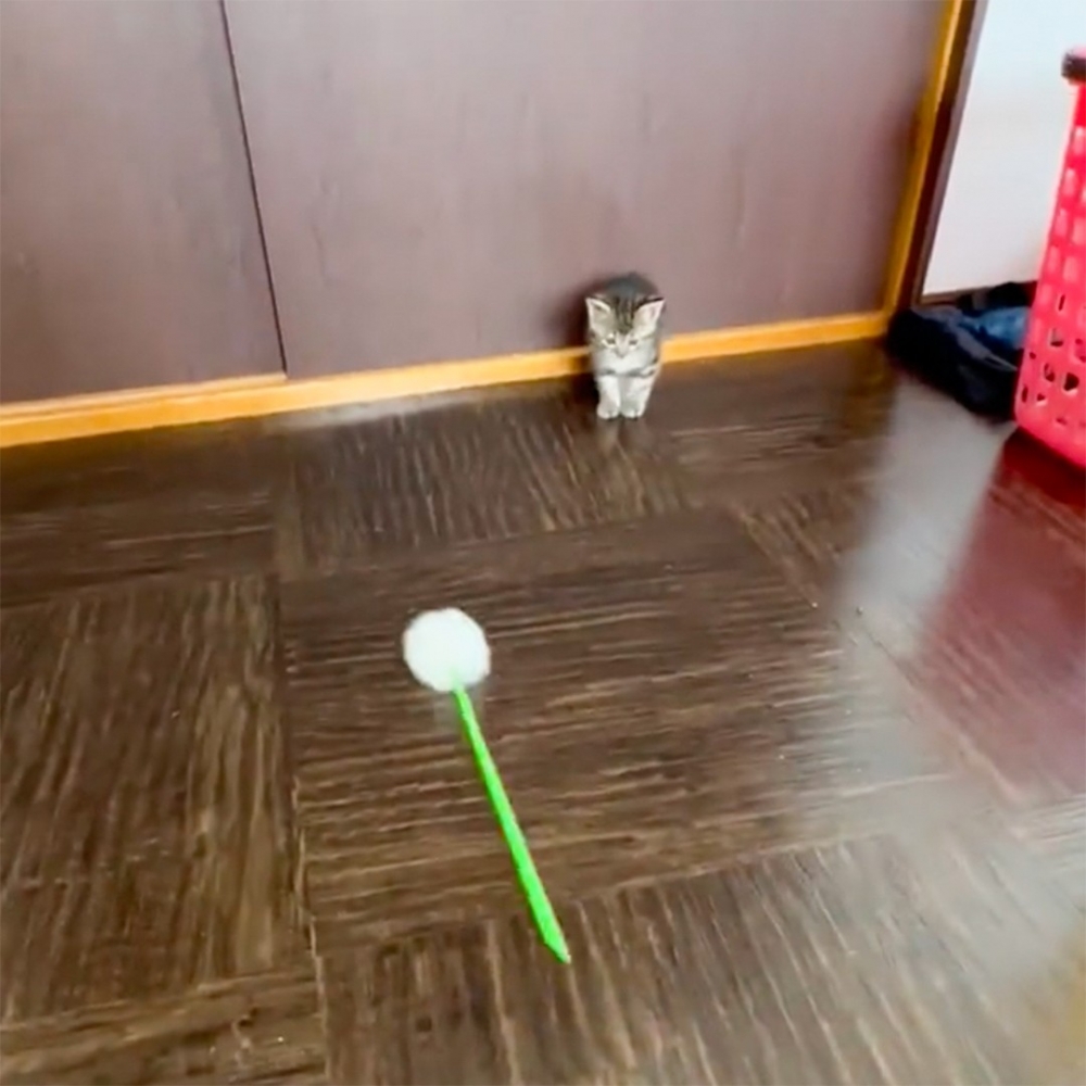 奴才：「會玩到嗨翻天吧···嗎？」