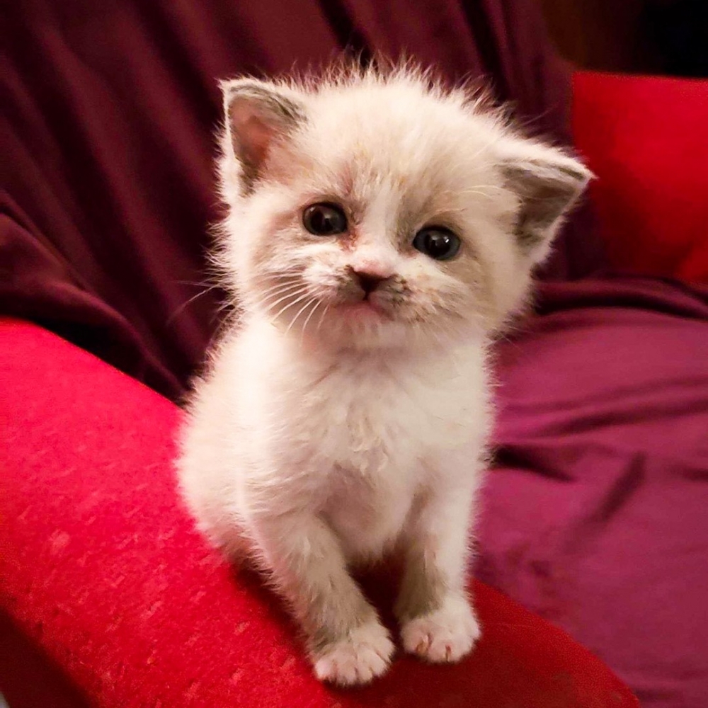 喵:「不錯不錯~窩果然很可愛」