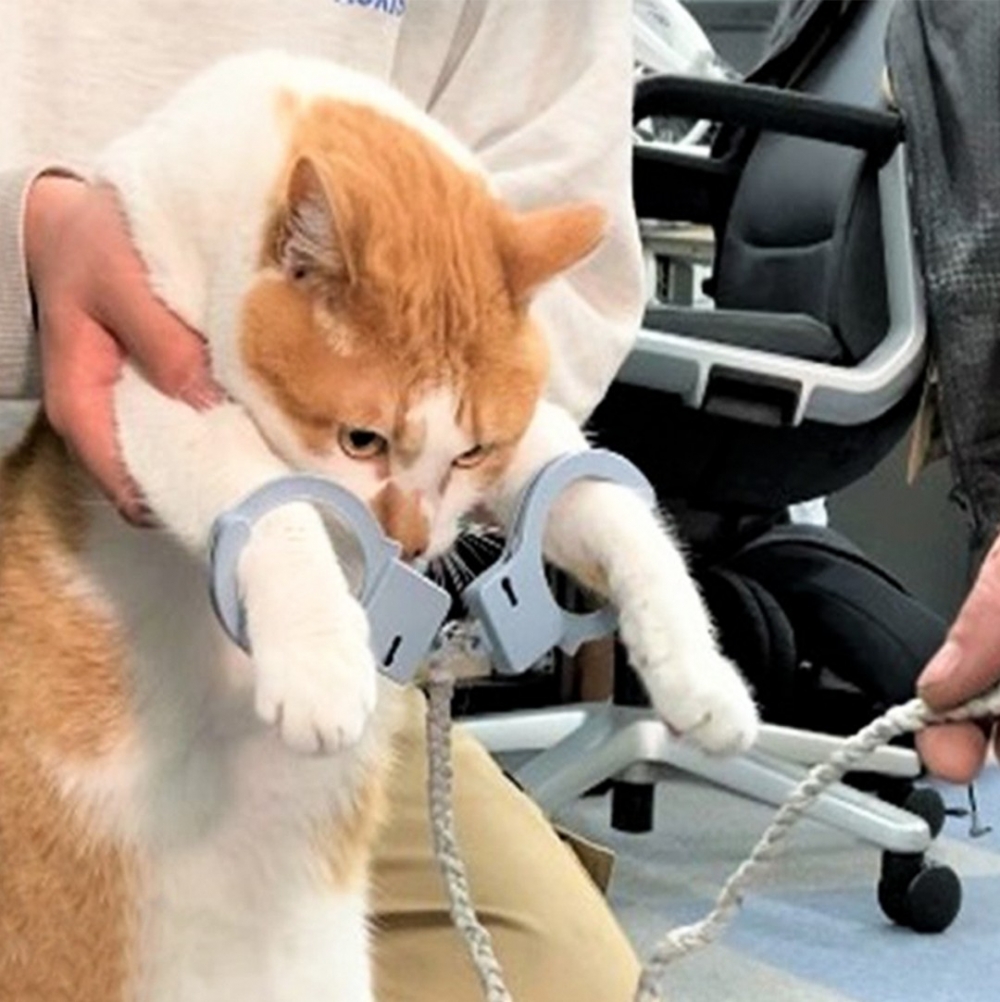 喵：牢飯記得多開幾個罐罐