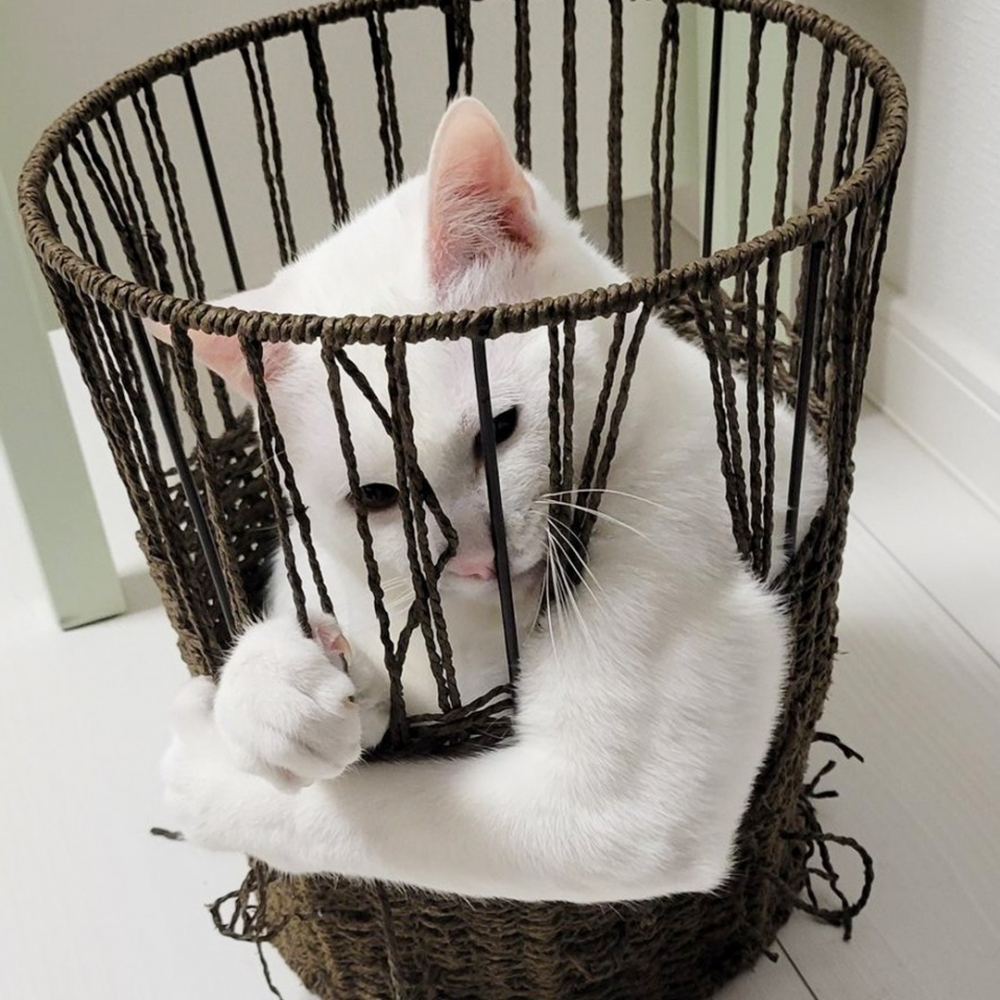 喵：「看看朕的肌肉～厲害吧！」