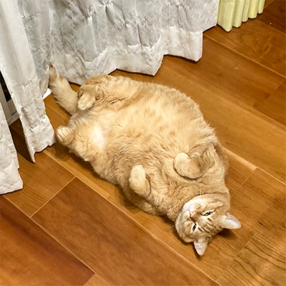 奴才:「可愛死了!好啦,你是無辜的~」