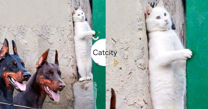 為避二汪追捕，驚恐白貓「逃亡」塞牆縫，像極大片預告不是P圖而是一場巧合？