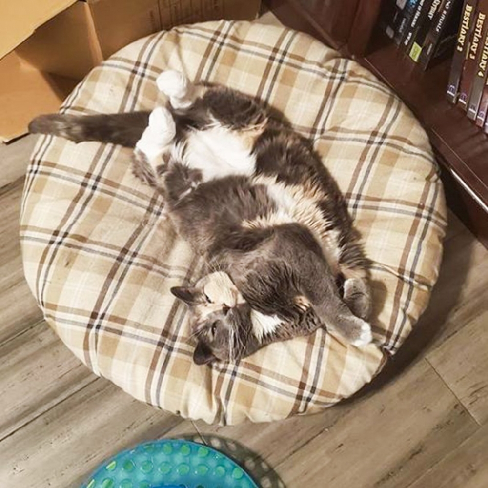 奴才：「減肥必須提上日程了！」