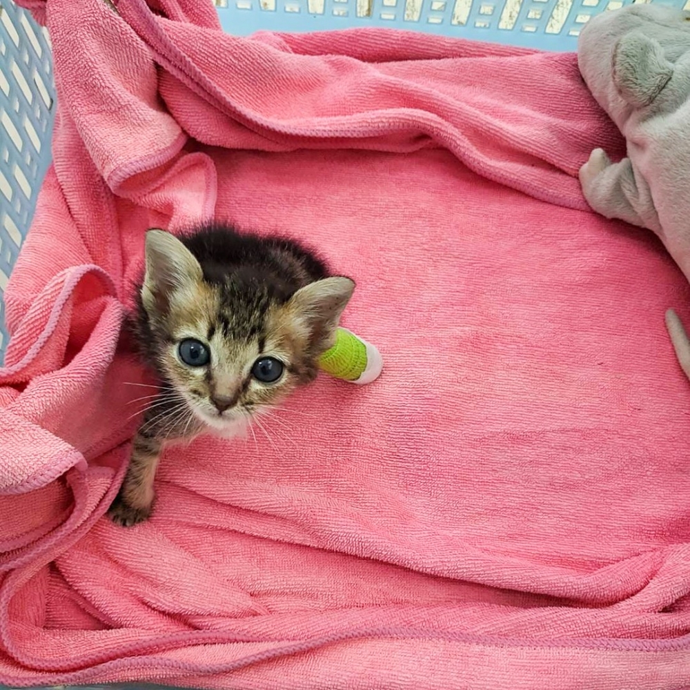 喵崽:「窩的爪爪怎麼綠了?」